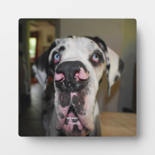 Fotoplakette Deutsche Dogge Fotoplatte