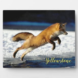 Fotoplakette-Yellowstone Rotfuchs Fotoplatte