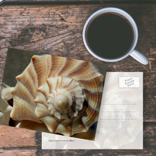 Fotopostkarte mit Lighting Whelk-Schnecke Postkarte