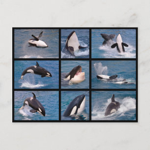 Fotos Mosaik von Killerwalen Postkarte