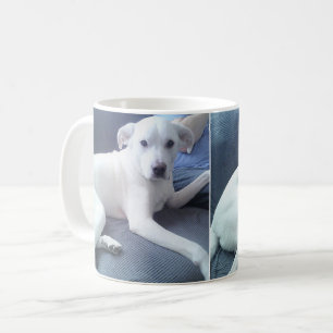 Fotos Niedlicher, engstirniger weißer Hund mit Vat Kaffeetasse
