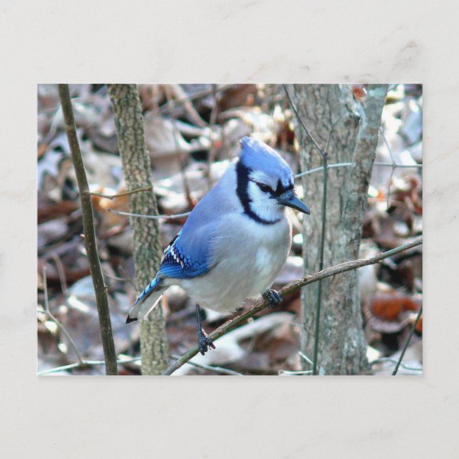 Fotos: Vögel - Postkarte (Vorderseite)