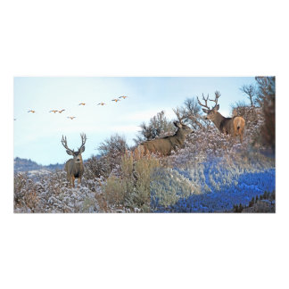 Fotoshop "Wildlife art" Fotodruck