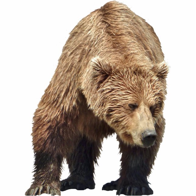 Fotoskulptur des Grizzlybären (Vorne)