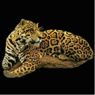 Fotoskulptur Jaguar