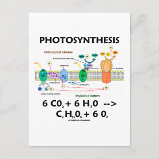 Fotosynthese (Chemische Formel) Postkarte