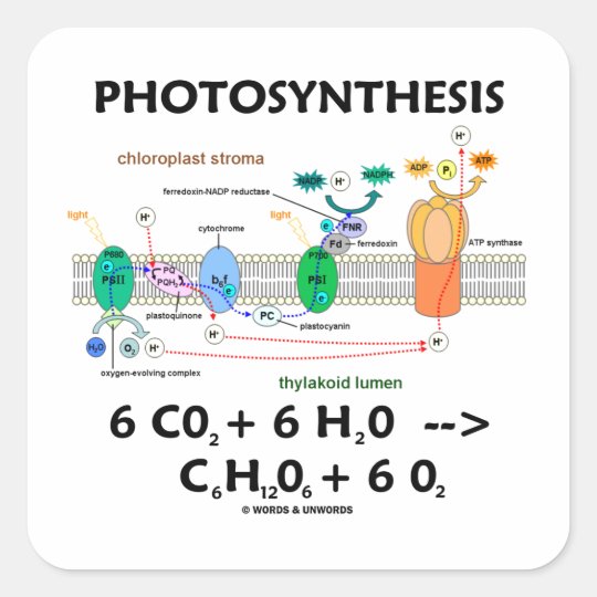 Chemische Formel Der Fotosynthese Fotosynthese (chemische Formel) Quadratischer Aufkleber | Zazzle.at