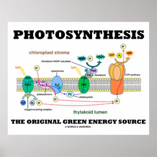 Fotosynthese der ursprünglichen grünen Energiequel Poster