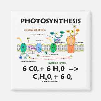 Fotosynthese (Kohlendioxid + Wasser) Magnet