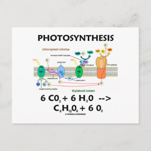 Fotosynthese (Kohlendioxid + Wasser) Postkarte