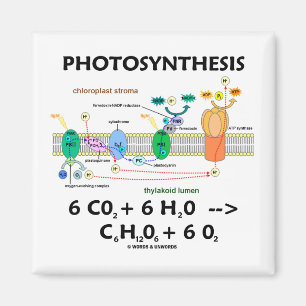 Fotosynthese (Kohlendioxyd + Wasser) Magnet