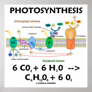 Fotosynthese (lichtabhängig) Chemische Gleichung Poster