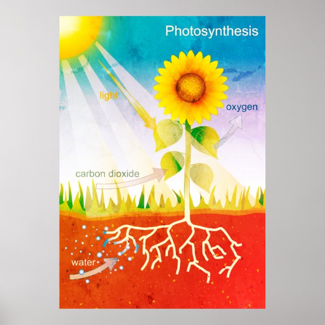 Fotosynthese Poster (Vorne)