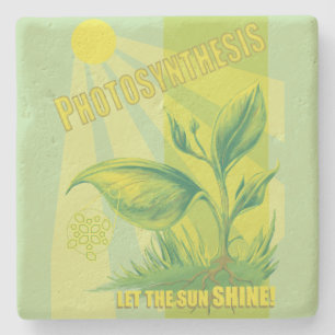 Fotosynthese Steinuntersetzer