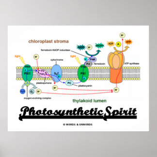 Fotosynthetischer Geist (Biochemie Attitude) Poster