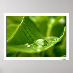 fotosynthetisieren poster