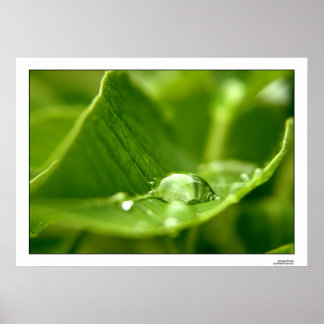 fotosynthetisieren poster