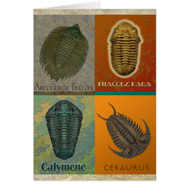 Four Fossil Trilobites (Vorne)