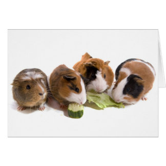 Four Guinea Pigs who eat