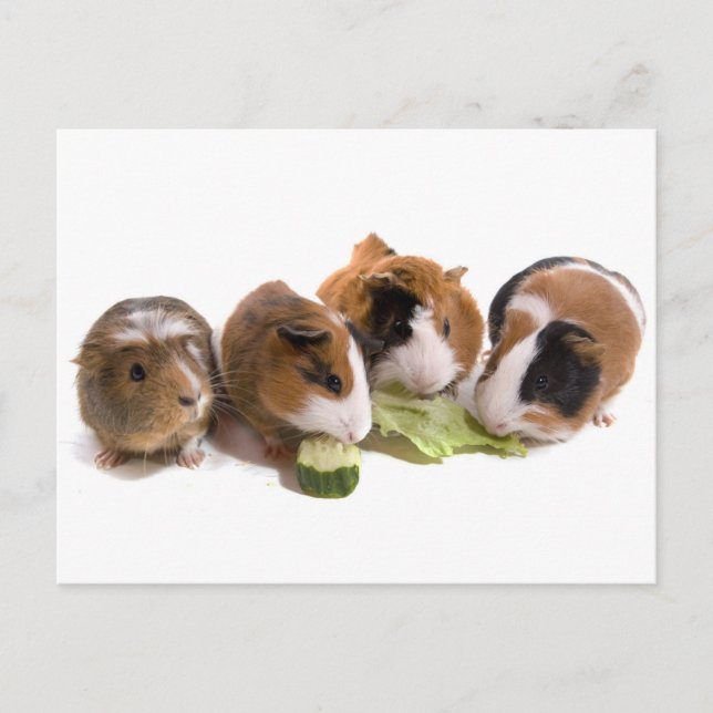Four Guinea Pigs who eat Postkarte (Vorderseite)