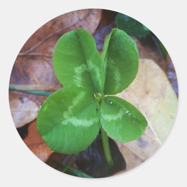 Four leaf clover Sticker (Vorderseite)