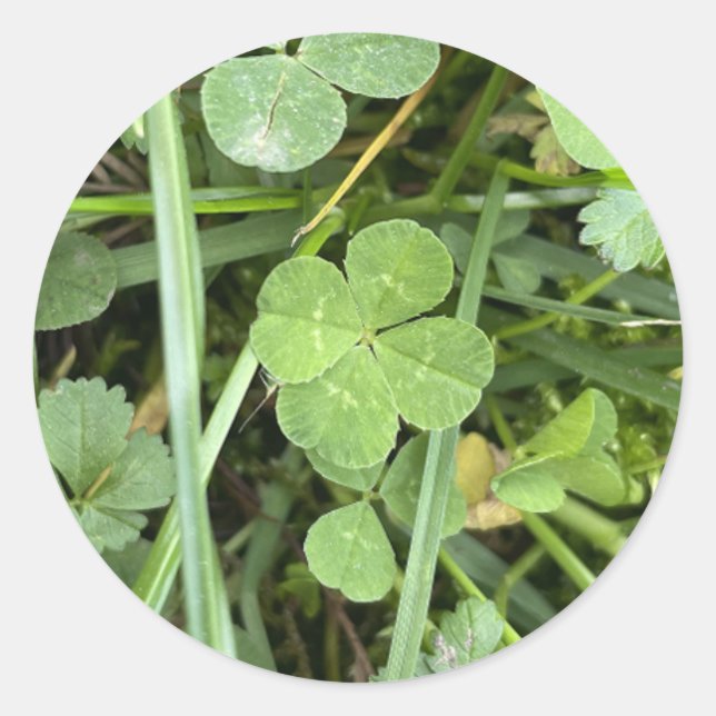 Four leaf Clover Sticker (Vorderseite)