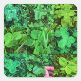 Four Leaf Colvers - Klee Quadratischer Aufkleber