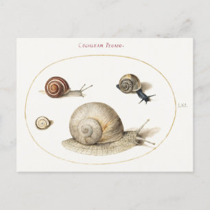Four Snails Illustration Postkarte