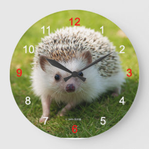 Four-toed hedgehog große wanduhr