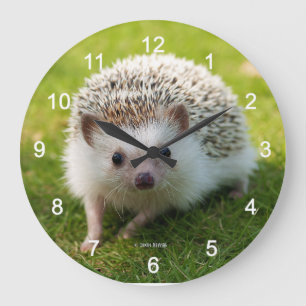Four-toed hedgehog große wanduhr