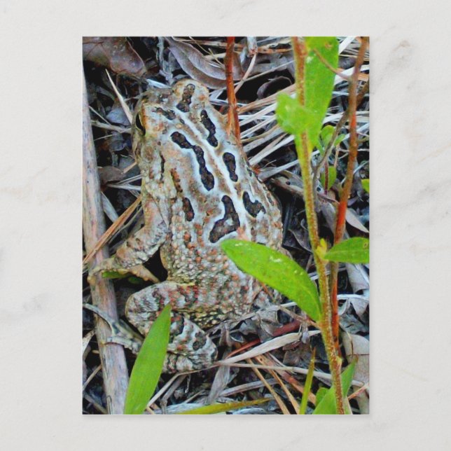 Fowlers Toad Postcard Postkarte (Vorderseite)