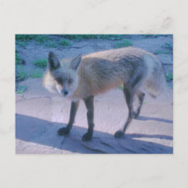 Fox auf Porch Postkarte