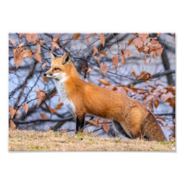 Fox, Blätter und Nebel-Foto-Erweiterung Fotodruck