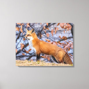 Fox, Blätter und Nebel Leinwanddruck