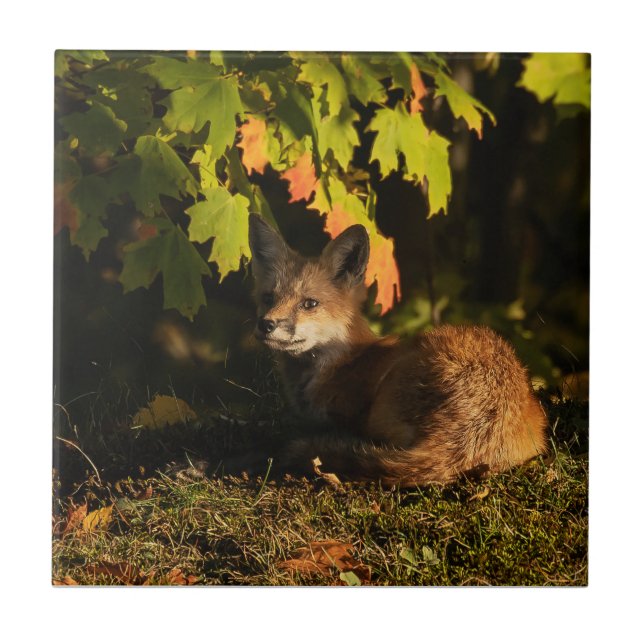 Fox-Blätter und Schatten Fliese (Vorderseite)