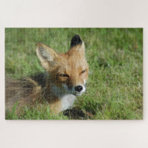 Fox Close, Brooks Falls Alaska