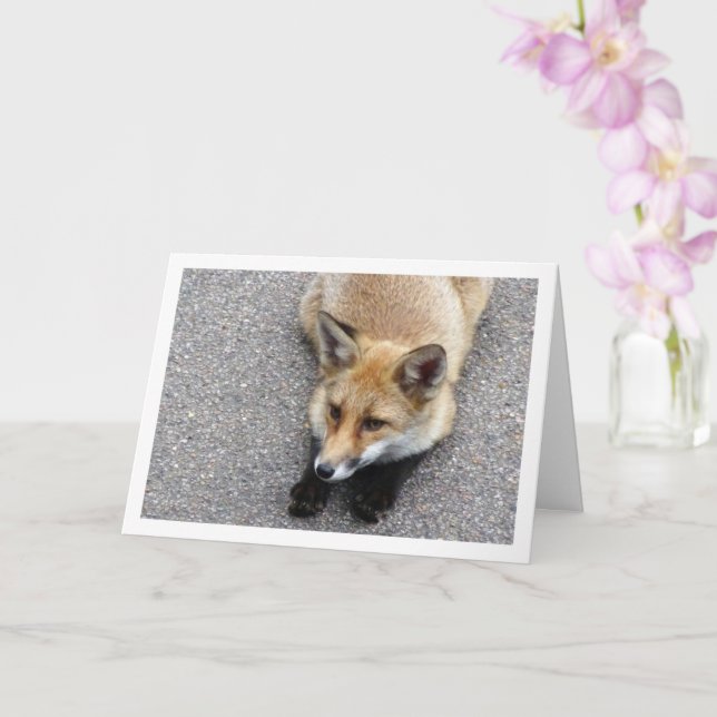 Fox Cub Lay auf Street Portrait Karte (Orchidee)