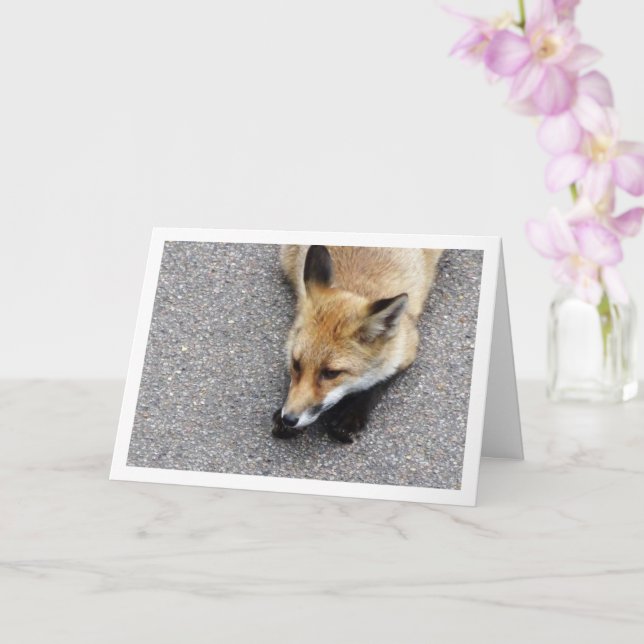 Fox Cub Lay auf Street Portrait Karte (Orchidee)