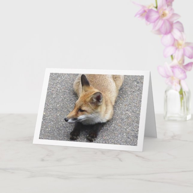 Fox Cub Lay auf Street Portrait Karte (Orchidee)