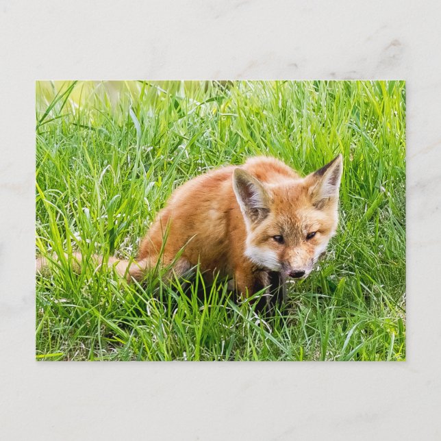 Fox Cub Postkarte (Vorderseite)