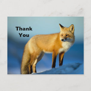 Fox Danke Postkarte