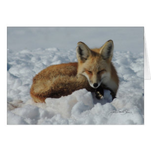 Fox, der im Schnee schläft