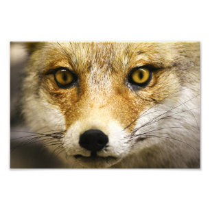 Fox Face Foto Print