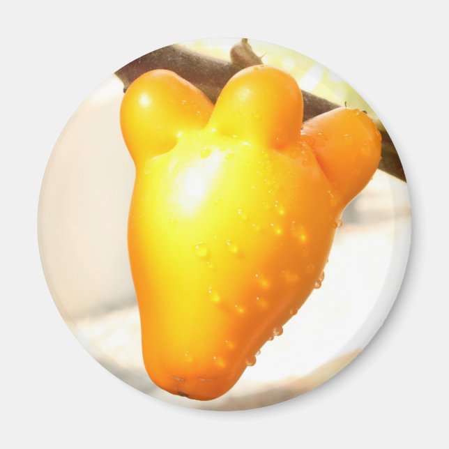 Fox Face Fruit (Solanum mammosum) Magnet (Vorne)