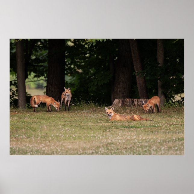 Fox Family Outing Poster (Vorne)