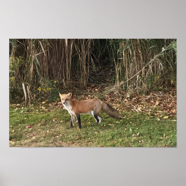 Fox Foto Poster (Vorne)