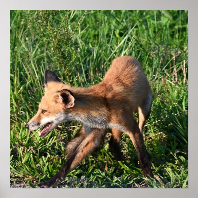 Fox Foto Poster (Vorne)