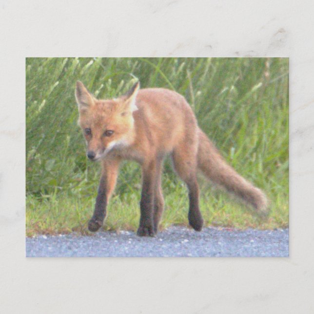 Fox Foto Postkarte (Vorderseite)