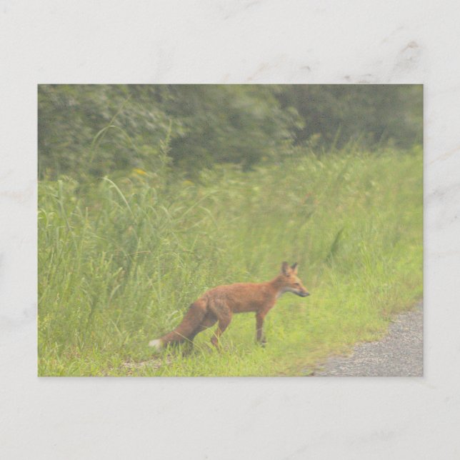 Fox Foto Postkarte (Vorderseite)