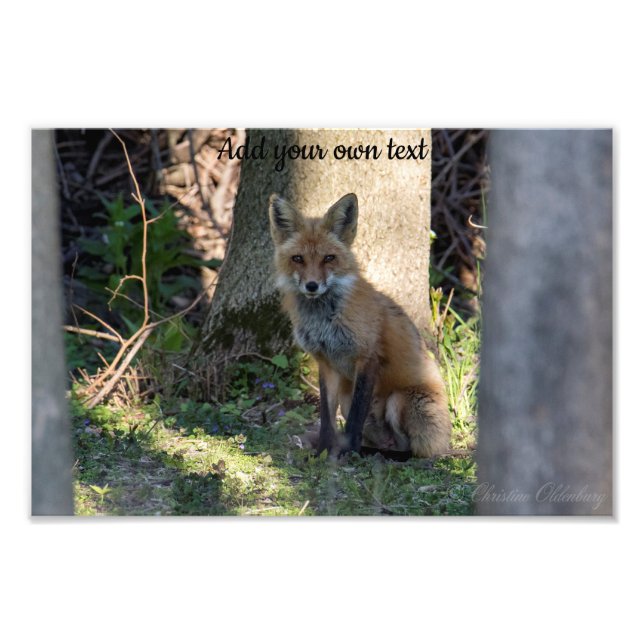 Fox Fotodruck (Vorne)